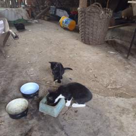 Foto inzerátu Daruji koťata