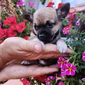 Fotka k inzerátu Čivava krátkosrstá / 19646517