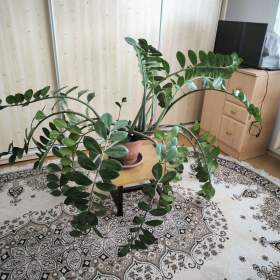 Prodám pokojovou rostlinu „ ZAMIOCULCAS . / 19595043