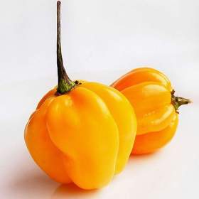 Chilli Habanero Madame Jeanette Yellow -  semena / 19596341