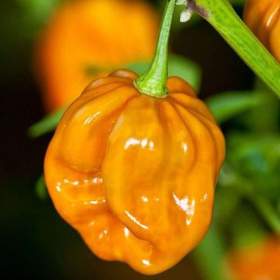 Chilli Habanero Mustard -  semena / 19596342