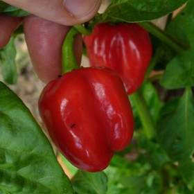 Chilli Habanero Tobago seasoning -  semena / 19596347