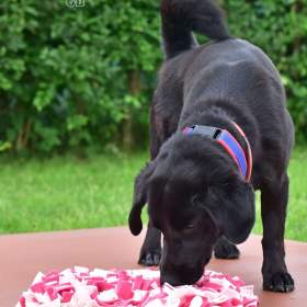 Foto inzerátu Darujeme Dastyho