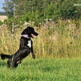 Foto inzerátu Darujeme Dastyho