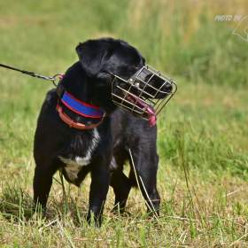Foto inzerátu Darujeme Dastyho
