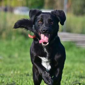 Foto inzerátu Darujeme Dastyho