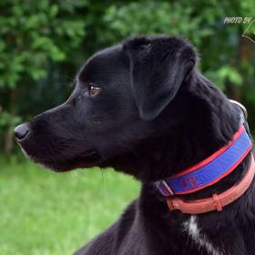 Foto inzerátu Darujeme Dastyho