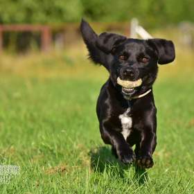 Foto inzerátu Darujeme Dastyho