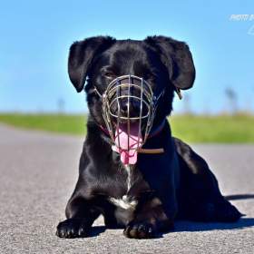 Foto inzerátu Darujeme Dastyho