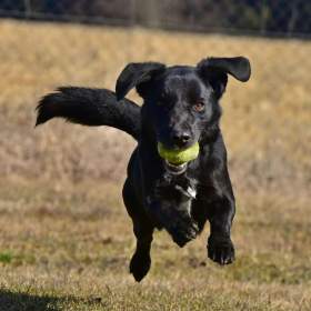 Foto inzerátu Darujeme Dastyho