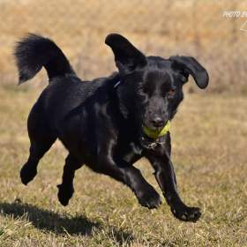 Darujeme Dastyho / 19597562