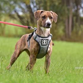 Foto inzerátu Darujeme nalezenou fenu křížence