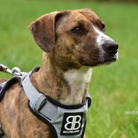 Foto inzerátu Darujeme nalezenou fenu křížence