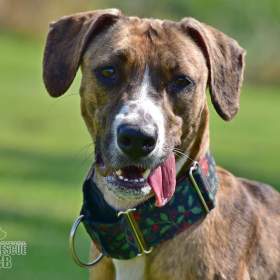 Foto inzerátu Darujeme nalezenou fenu křížence