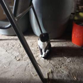 Foto inzerátu Daruji koťata