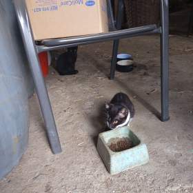 Daruji koťata / 19598959