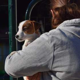 Jack Russell teriér s PP / 19599411