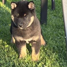 Shiba inu štěně / 19600072