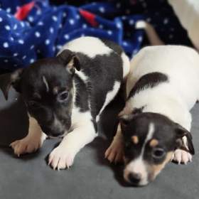 Jack russel terier / 19600623