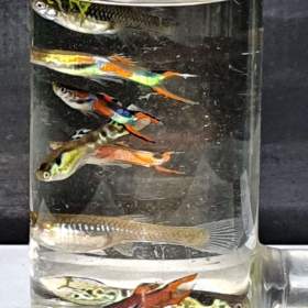 Fotka k inzerátu Endlerky  / 19655698