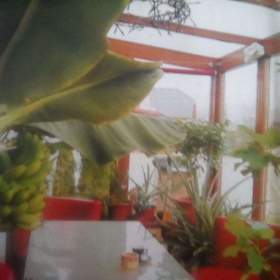 Foto inzerátu PRODÁM 3 KUSY BANÁNOVNÍKŮ!!!