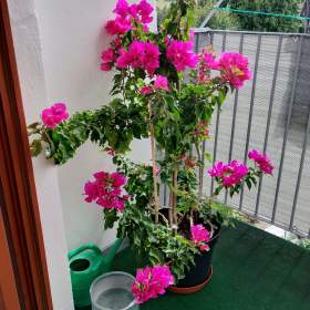 Foto inzerátu PRODÁM KRÁSNOU VZROSTOU ROSTLINU BUGENVILEA!!!