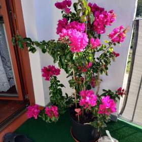 Foto inzerátu PRODÁM KRÁSNOU VZROSTOU ROSTLINU BUGENVILEA!!!