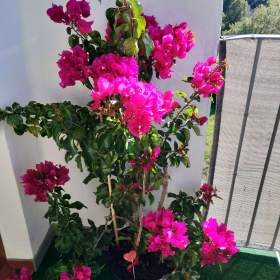 Foto inzerátu PRODÁM KRÁSNOU VZROSTOU ROSTLINU BUGENVILEA!!!