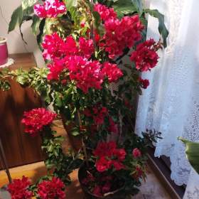 Foto inzerátu PRODÁM KRÁSNOU VZROSTOU ROSTLINU BUGENVILEA!!!