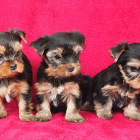 Fotka k inzerátu Jorkšírský teriér s PP- FCI / 19661852