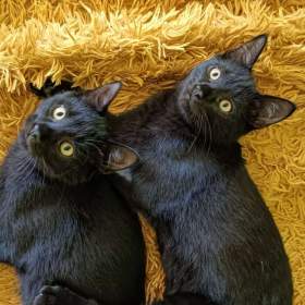 Foto inzerátu KASTOR a KREÓN - koťata, kocourci