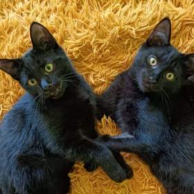 Foto inzerátu KASTOR a KREÓN - koťata, kocourci