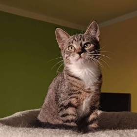 Foto inzerátu KASTOR a KREÓN - koťata, kocourci