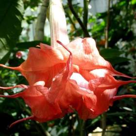 řízek Brugmansia Angels Exotic / 19604566