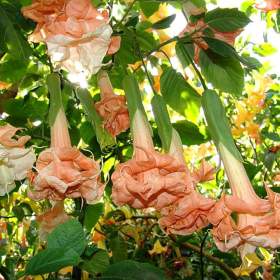 Řízek Brugmansia Angels Flight / 19604592