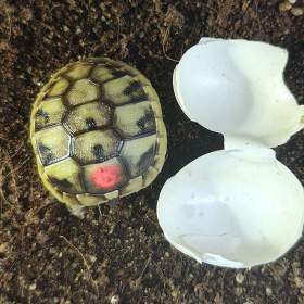 Fotka k inzerátu suchozemská Želva zelenavá (Testudo hermanni) -  mláďata / 19619022