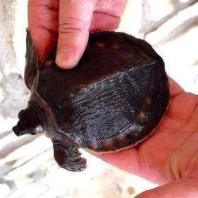 Karetka novoguinejská (Carettochelys insculpta) na prodej / 19607340