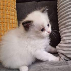 Koťátko Ragdoll s PP / 19607444