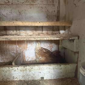 Foto inzerátu Kurník pro slepice