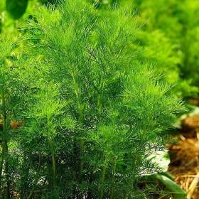 Foto inzerátu Kopr vonný Amat - semena