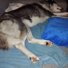 Sibiřský husky  / 19607928