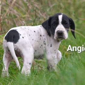 Ohař -  prodej štěňat  / 19608059