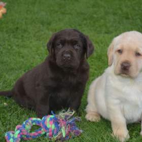 Labrador  / 19608665