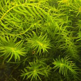 Vodní mor kanadský (Eleodea canadensis) akvarijní rostliny / 19608681