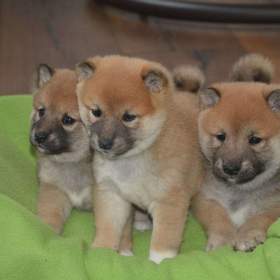 Shiba inu s průkazem původu  / 19608711