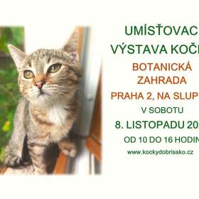 UMÍSŤOVACÍ VÝSTAVA KOČEK V BOTANICKÉ ZAHRADĚ V PRAZE 2 / 19608712