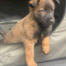 Belgický ovčák malinois šťěňata prodej / 19609097