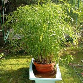 Šáchor / cyperus / 19609313