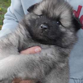 Německý špic vlčí (Keeshond) / 19612189