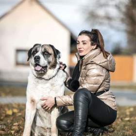 Foto inzerátu DAG - SAO 74 kg, kastrovaný psík 8 let 